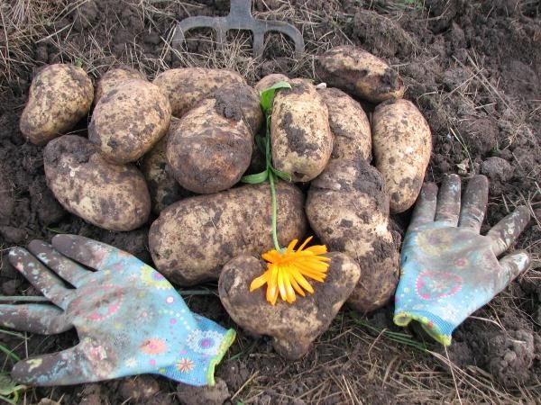  Recoltarea începe în a doua jumătate a lunii august
