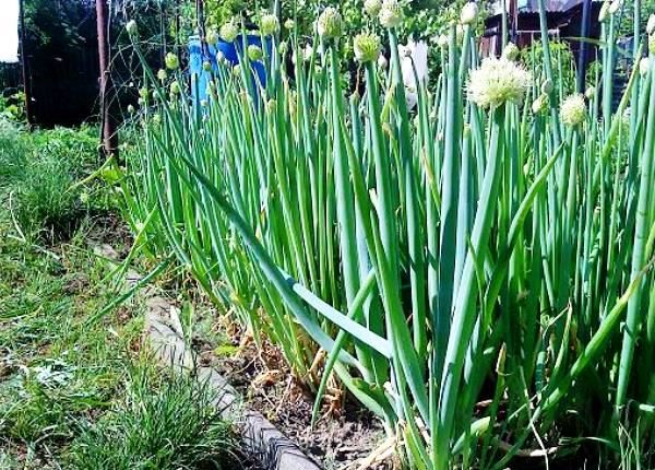  Onions batun on the garden plot