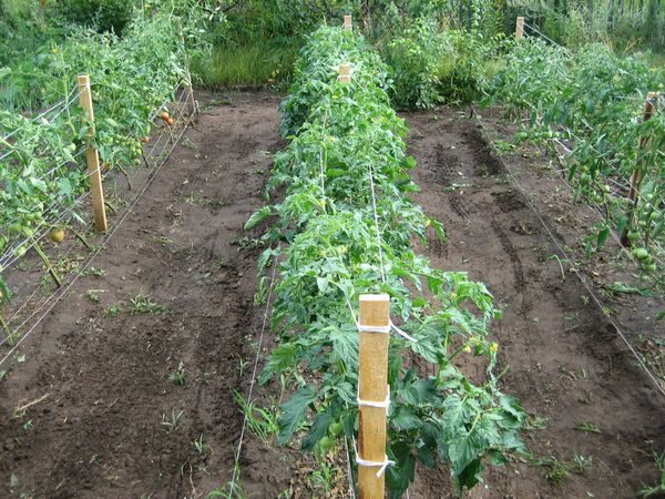  camas de tomate