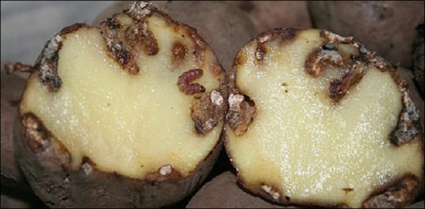  Manifesto di tuberi di patate colpito da bruchi di falena di patate