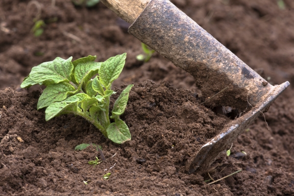  Care is watering three times per season, fertilizer and hilling