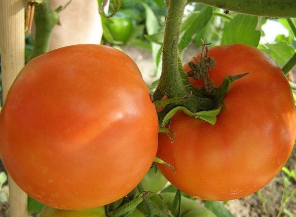  Variedades de Tomate Caqui