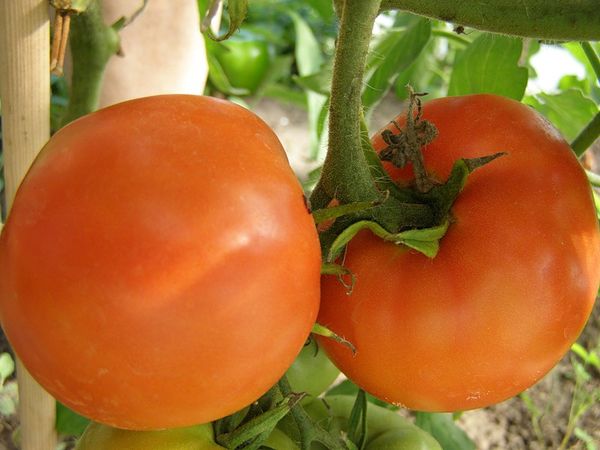  Variedades de Tomate Caqui