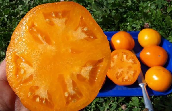  Há uma grande quantidade de caroteno na polpa.