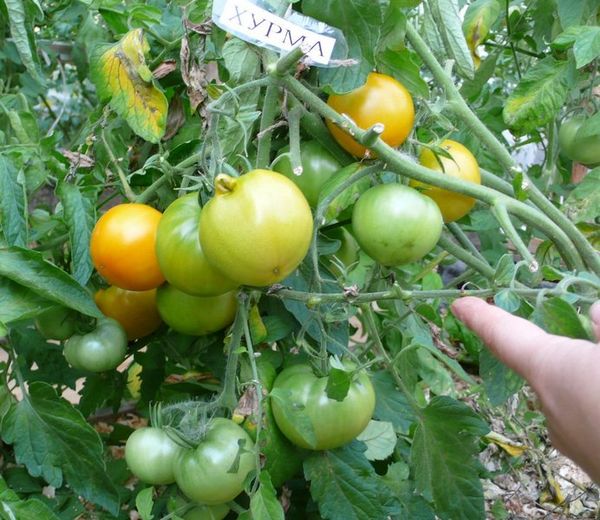  Os primeiros frutos podem ser coletados no início de julho.
