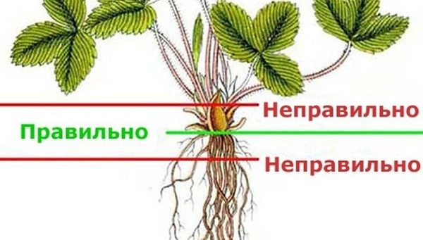  The scheme of deepening strawberry seedlings Masha when planting