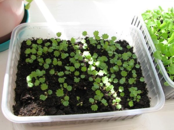  Strawberry sprouts grown from seed