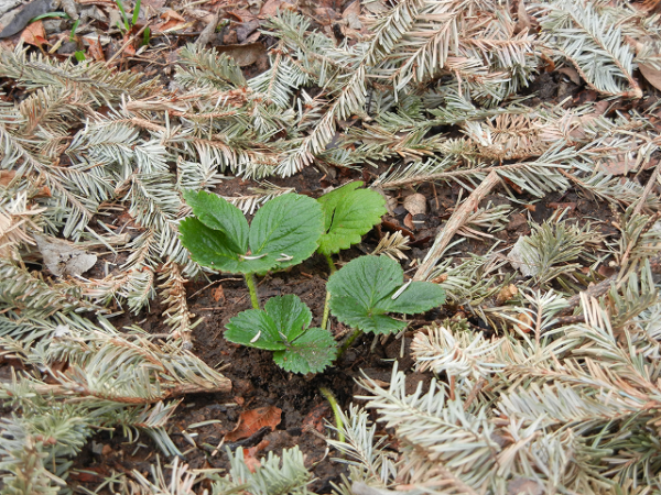  Mulching with pine needles