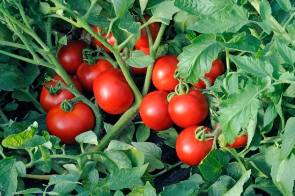  Hoje em dia, os botânicos levam um tomate ao gênero Solanum.