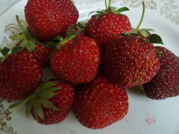  Strawberry Marshal