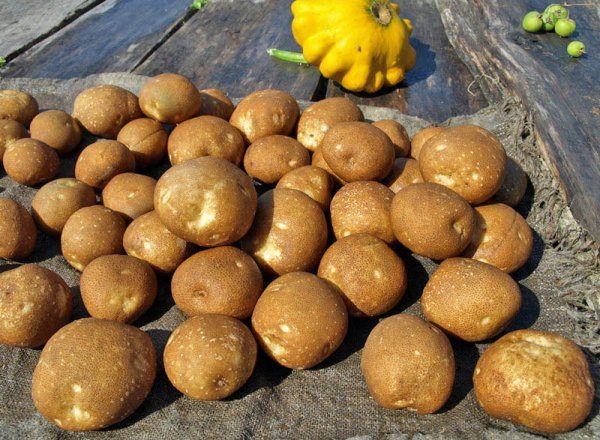  Kiwi variedade é uma das melhores variedades de batatas em termos de rendimento