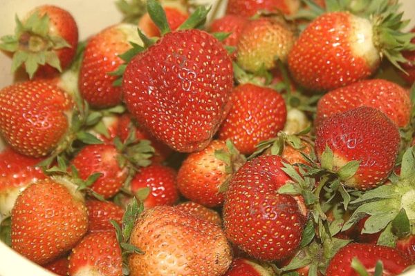 Tasty strawberry first grader