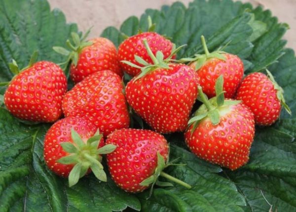  Strawberry Elsanta