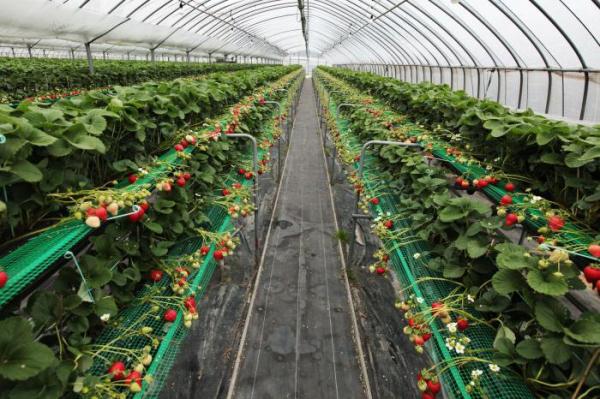  Growing strawberries in a greenhouse