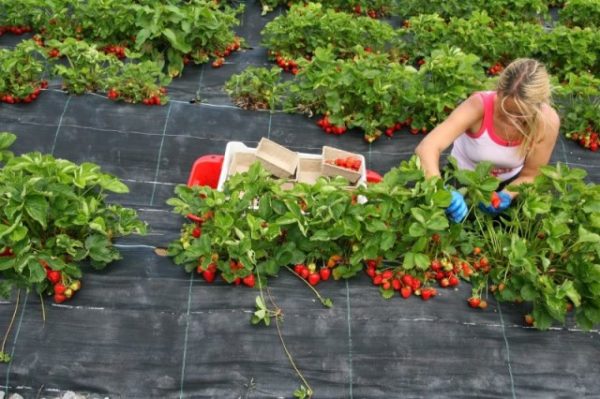  Harvesting Strawberry Marshal