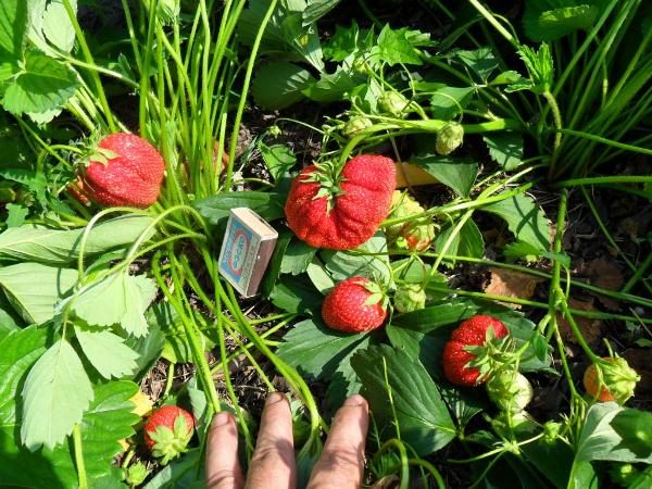  Strawberry Lord grows poorly in wet marshy soil