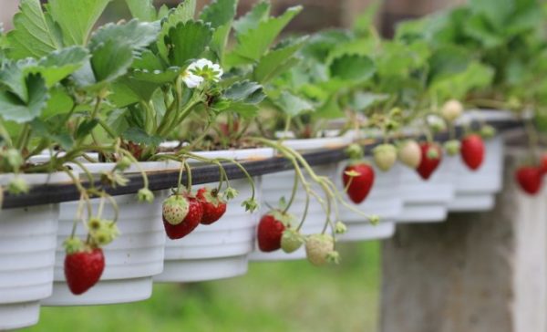  Ampelnaya strawberry