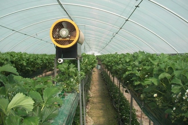  With the fan you can pollinate strawberries indoors