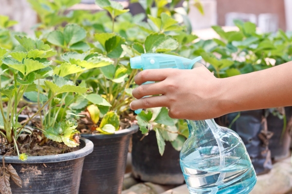  Humidity should be controlled, sprayed, aired greenhouse