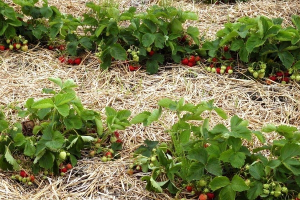  I letti di pacciamatura possono essere con l'aiuto di aghi di pino, paglia, erba falciata