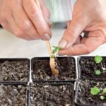  Growing from seed