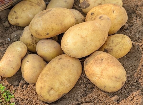 Jelly Variety Potatoes
