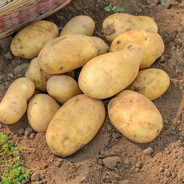  Jelly Variety Potatoes