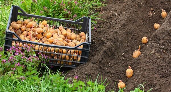  Le verdure della radice devono essere piantate con gli occhi in su