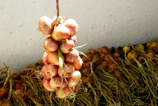  How to store onions