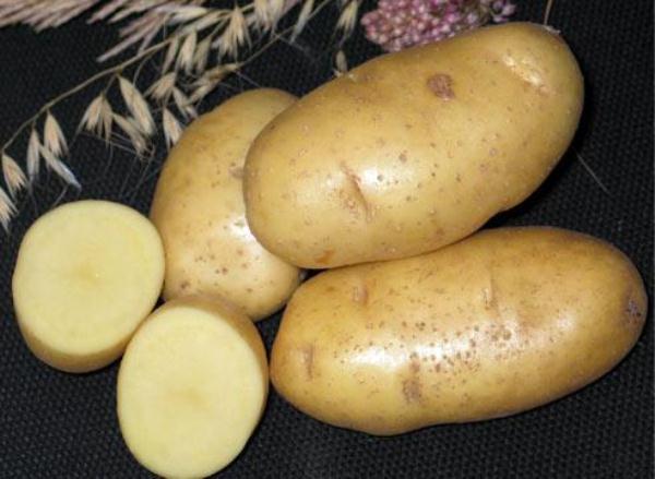  Impala di patate