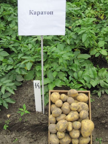  Tubers for planting should be 60-80 grams