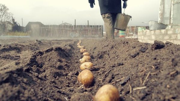  Tubers are stacked in trenches every 35cm