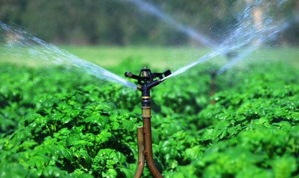  Karatop is very picky about watering - at least 2 times a week