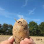  Wireworm