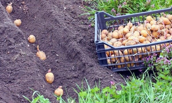  Piantare patate Aurora in piena terra