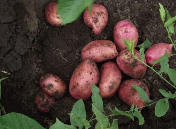  Patate Lyubava