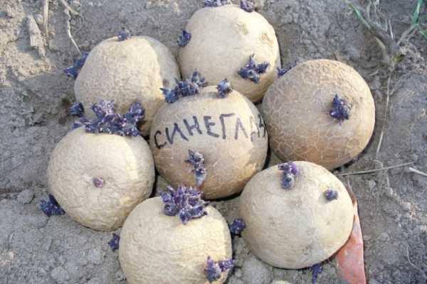  Cartof Sineglazka: descrierea soiului și a caracteristicilor, plantarea, îngrijirea, depozitarea, revizuirile