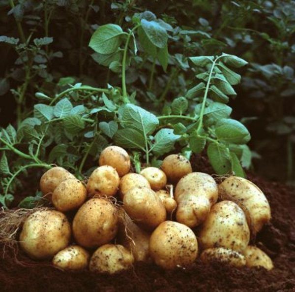  Le patate Tuleyevsky è una varietà molto fruttuosa
