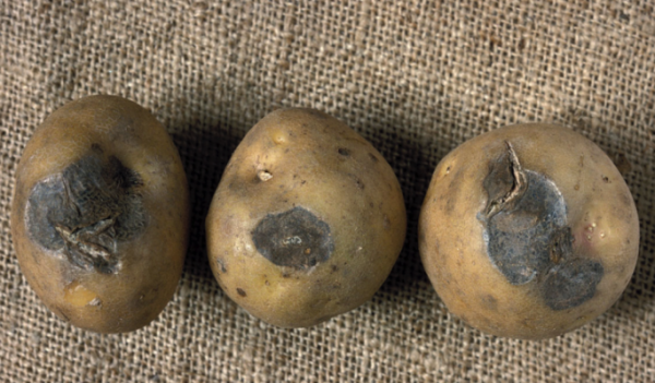  Marciume secco sui tuberi