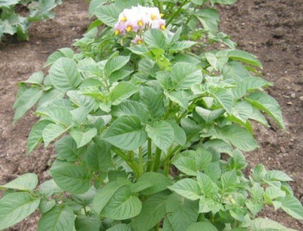 Impala cespuglio di patate durante la fioritura