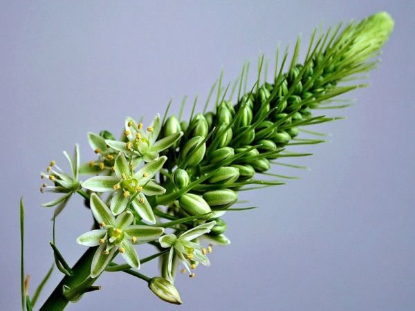  Fiore di cipolla cinese