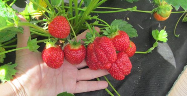  The yield of strawberries Jolie is very high and stable