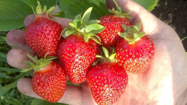  Cleri's Strawberry