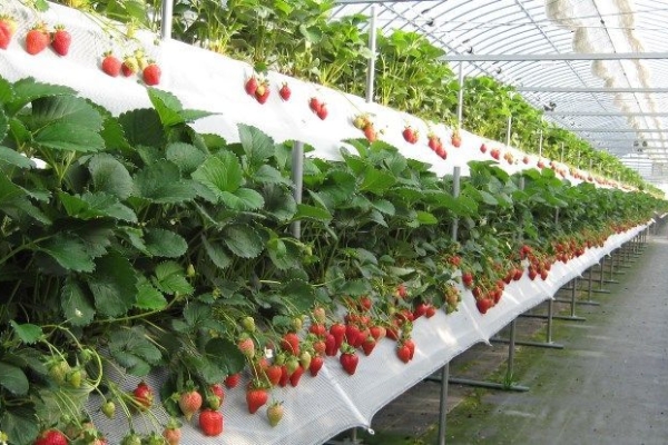  The method was invented and used in Holland, seedlings are planted all year round.
