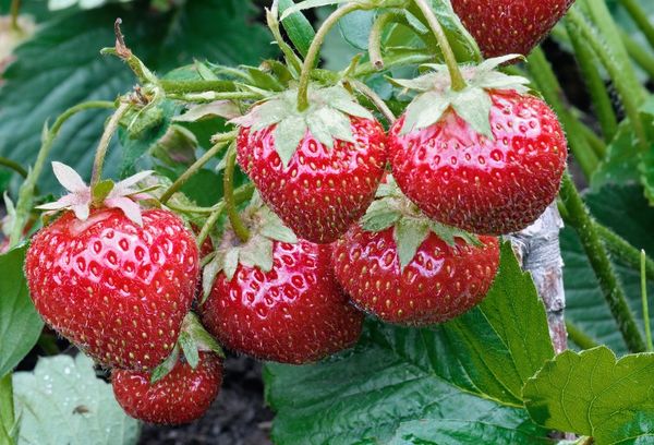  Proper fit and care for strawberries