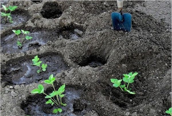  Piantare piantine di fragole prodotte nella buca con un diametro di 15-20 cm