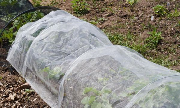  Quando le gelate notturne hanno bisogno di costruire un rifugio per le fragole