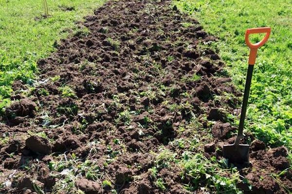 Quando la primavera piantare il terreno viene preparato in anticipo, in autunno
