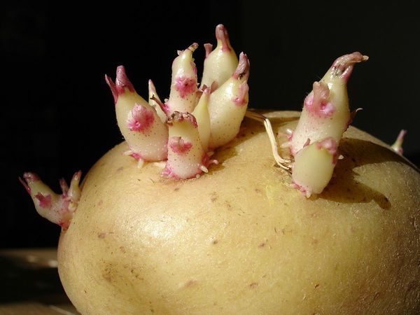  tubero di patata
