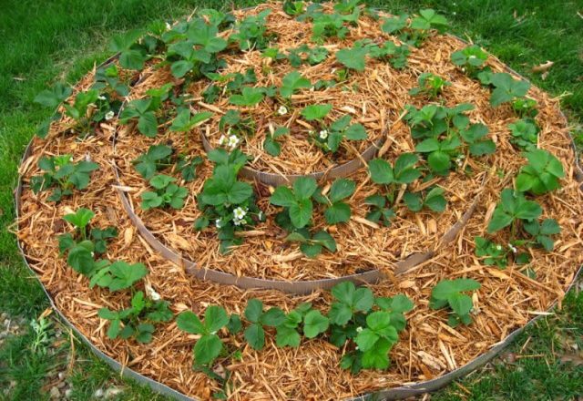  Strawberry mulching